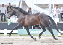 W BARROCO XVI, DE HACIENDA SANTA LUCIA, CAMPEON DEL CONCURSO